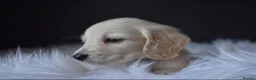 Miniature Dachshund dogs for sale: Cream quality miniature DACHSHUNDS - Advert 1