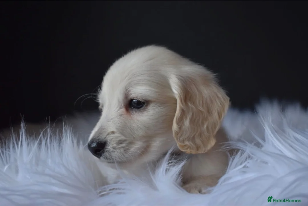 Miniature Dachshund dogs for sale: Cream quality miniature DACHSHUNDS - Advert 1