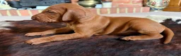 Hungarian Vizsla dogs for sale: Ready this weekend Beautiful litter.  - Advert 22