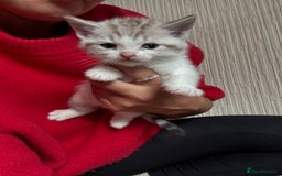 Ragdoll cats for sale: Ragdoll kittens - please read advert  - Image 11