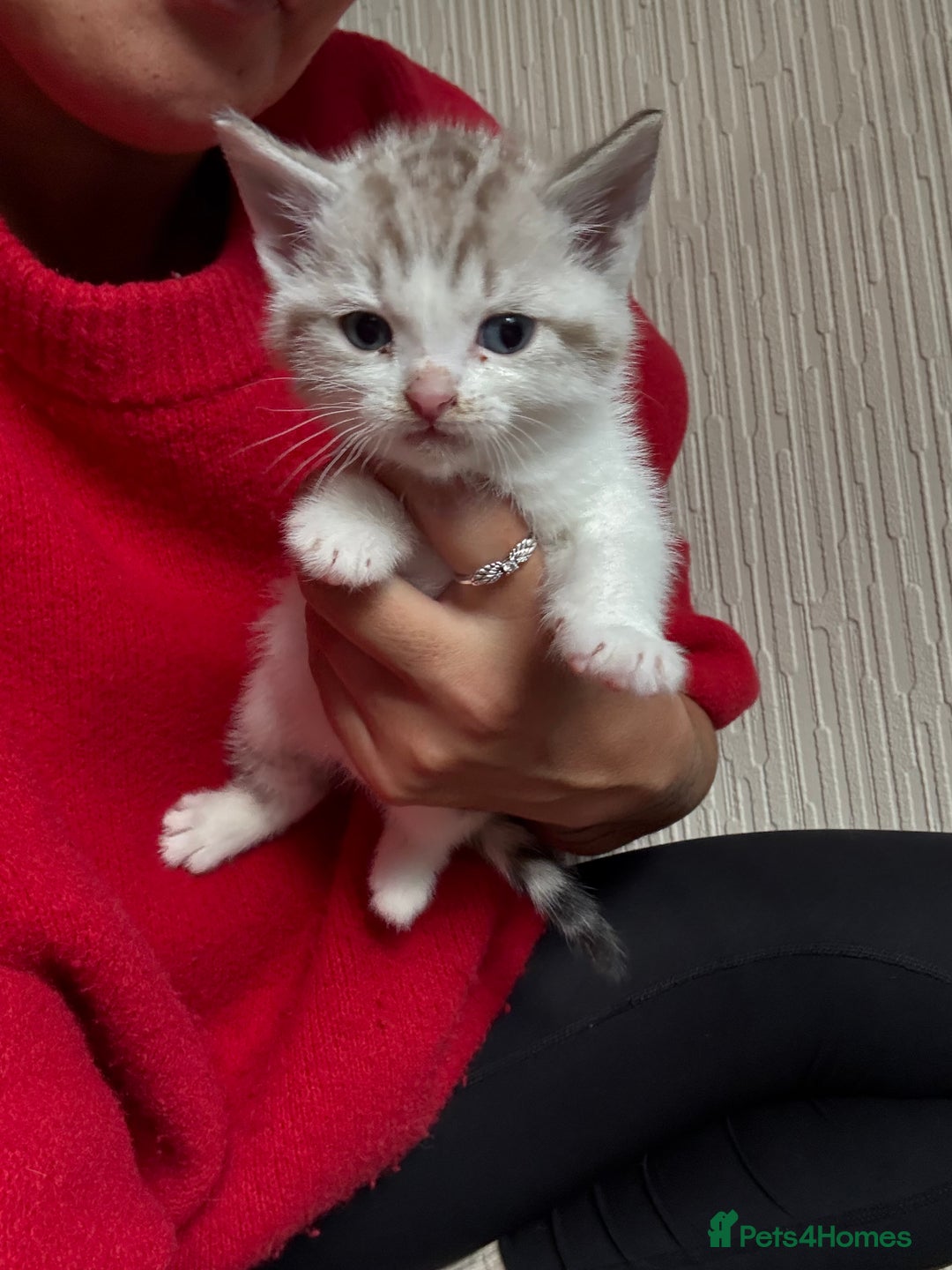 Ragdoll cats for sale: Ragdoll kittens - please read advert  - Image 11