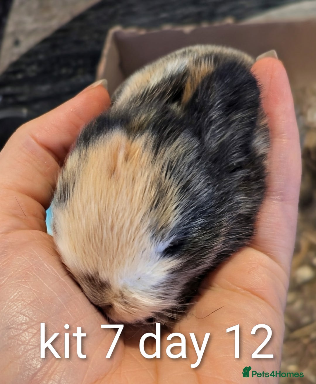 Mini Lop rabbits for sale: Pure bred mini lop babies (indoor only homes) - Advert 8