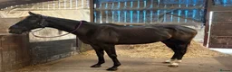 Irish Thoroughbred horses for sale: Tall, dark and handsome ‘Gavin’ in Newport - Advert 5