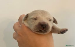 Golden Retriever dogs for sale: Outstanding, KC Champion Golden Retrievers 🐾🏆  in St. Neots - Image 27