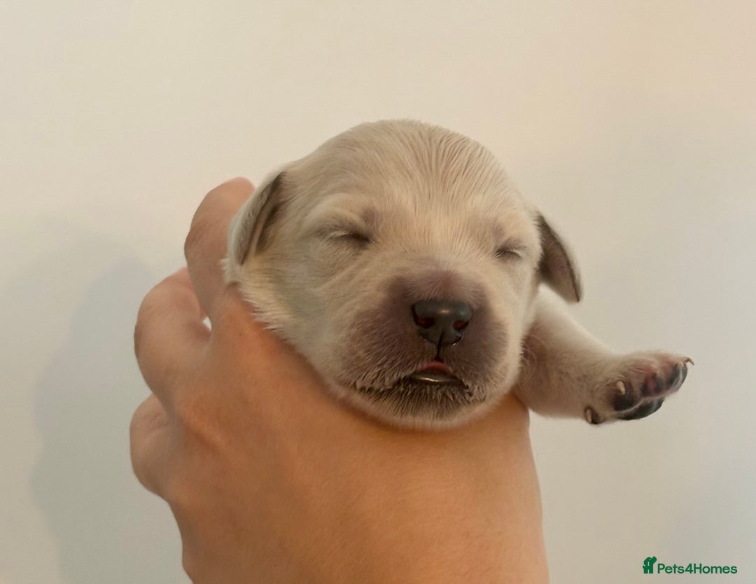 Golden Retriever dogs for sale: Outstanding, KC Champion Golden Retrievers 🐾🏆  in St. Neots - Image 27