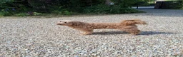 Goldendoodle dogs for sale: Multigen Double Doodle - Advert 22