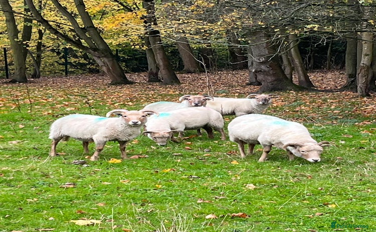 Sheep livestock - Advert 1