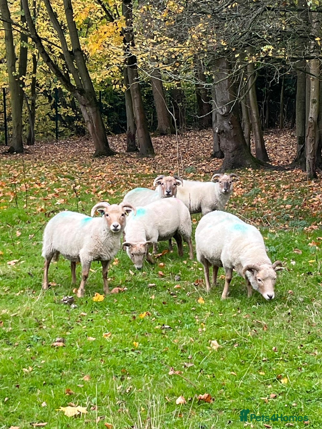 Sheep livestock for sale: 2 x Portland sheep for pet homes - Image 1