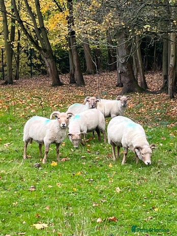 Sheep livestock - Advert 1