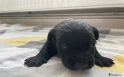 Mixed Breed dogs for sale: 4 Stunning Boy Jackapoos - Image 6