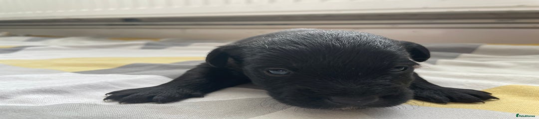 Mixed Breed Puppy 3