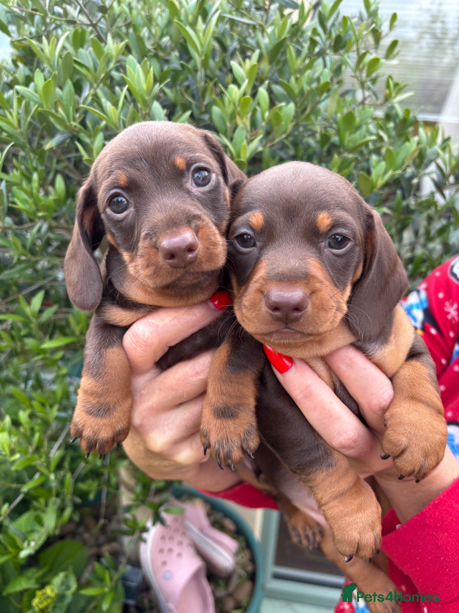 Miniature Dachshund dogs Gorgeous KC Miniature Dachshund Puppies  - Advert 1