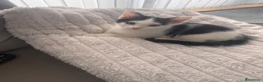Domestic Shorthair 1