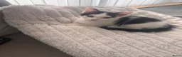 Domestic Shorthair cats for sale: Adorable black and white male ready to go  - Advert 4