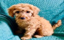 Labradoodle dogs for sale: Cute 🥰 Miniature Labradoodle Puppy 🐶  in Milton Keynes - Image 4