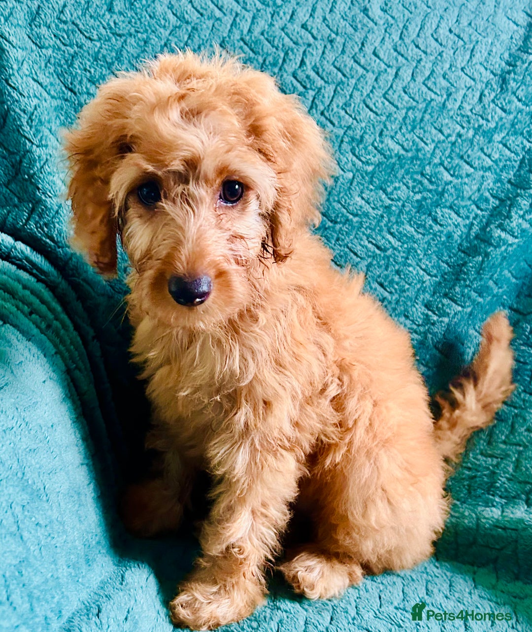 Labradoodle dogs for sale: Cute 🥰 Miniature Labradoodle Puppy 🐶  in Milton Keynes - Image 4