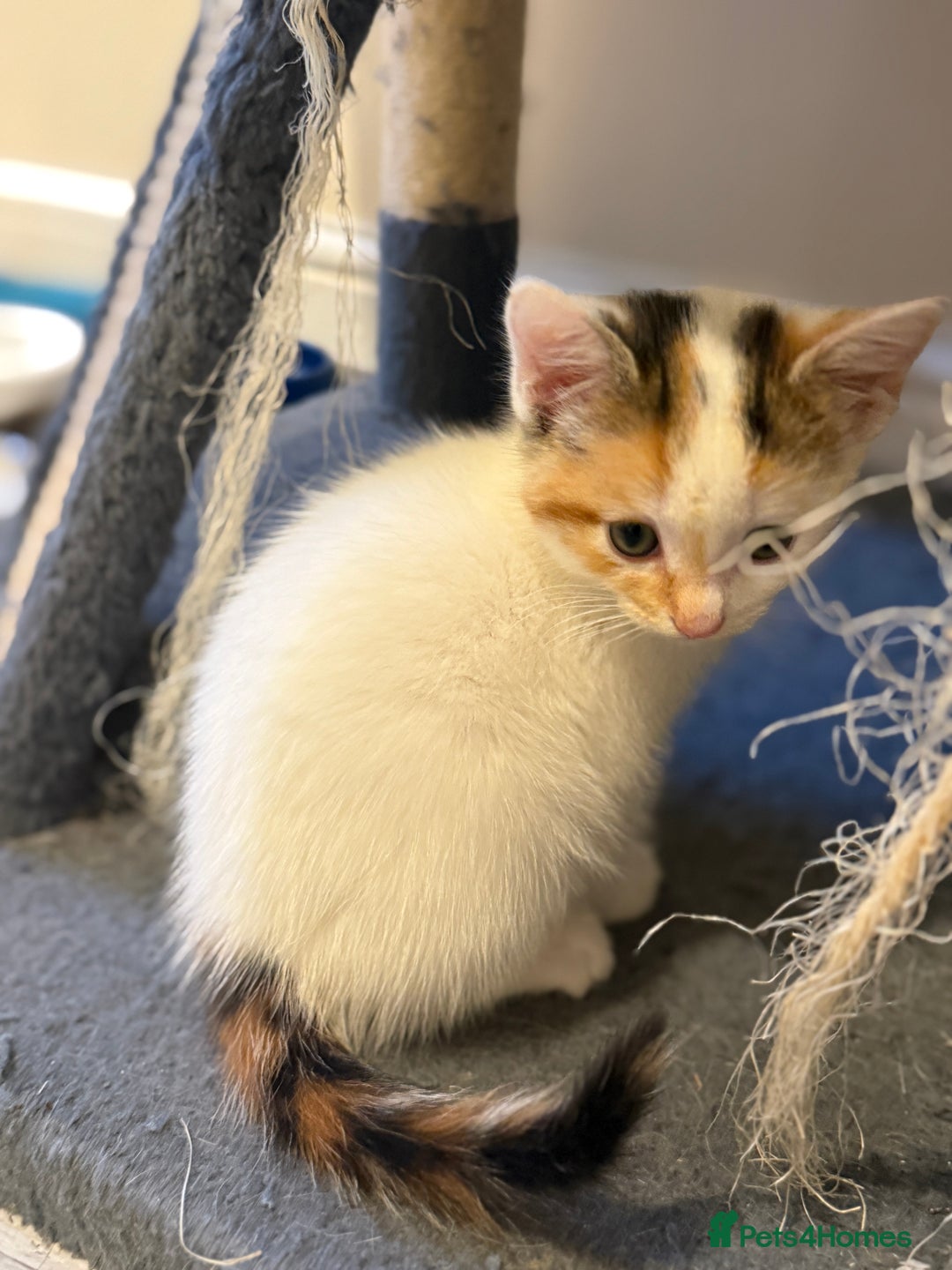 Maine Coon cats for sale: Ready to Go- Beautiful Maincoon x kittens  - Image 10