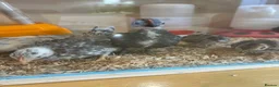 Chickens poultry for sale: Serama chicks and hatching eggs  - Advert 16