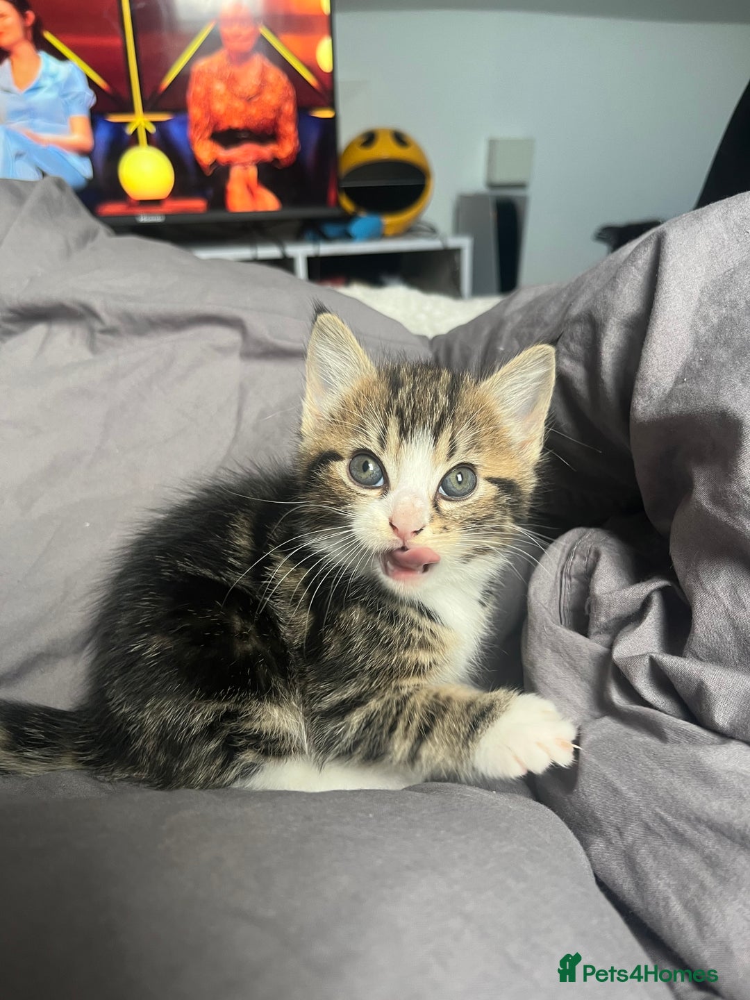 Bengal cats for sale: Bengal cross tabby girl kittens  - Advert 9