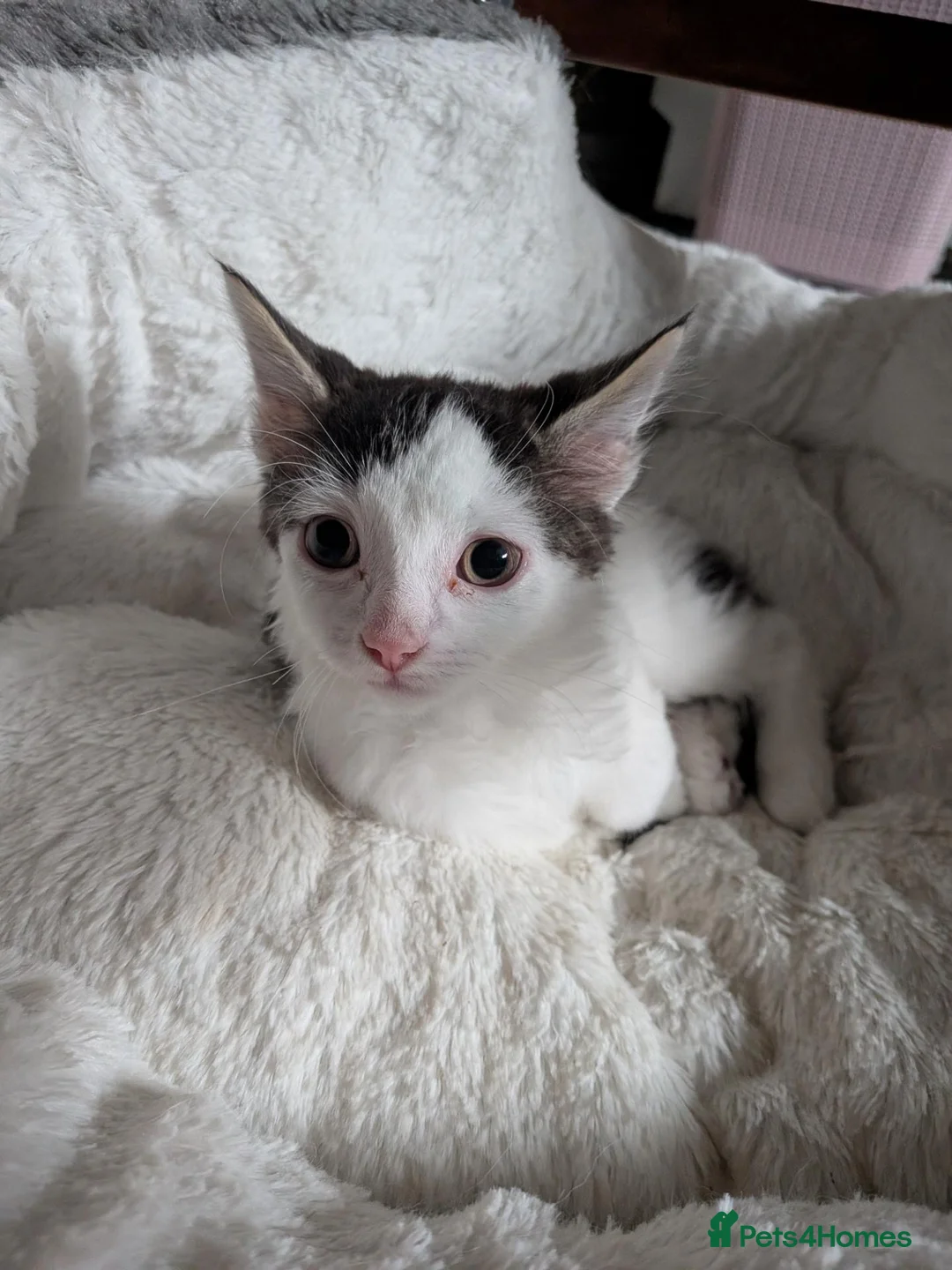 Mixed Breed cats for sale: Male kitten  - Advert 2