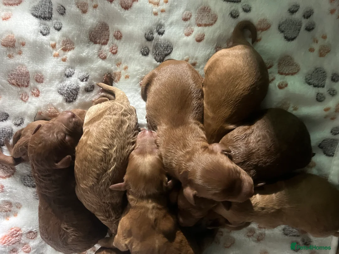 Irish Doodle dogs for sale: F1B Miniature Irishdoodles fully tested parents  - Advert 1