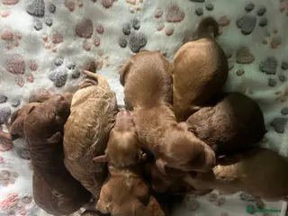 Irish Doodle dogs F1B Miniature Irishdoodles fully tested parents - Advert 1