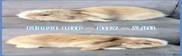 Mini Lop rabbits for sale: Mini Lop Rabbits - Advert 3