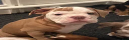 Old Tyme Bulldog dogs for sale: Olde tyme bulldog puppies  - Advert 20