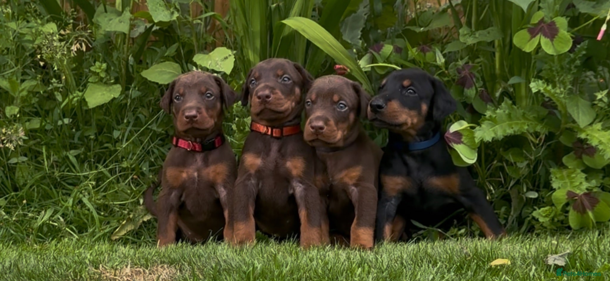 Dobermann dogs LICENSED BREEDER-health tested - kc reg - Advert 1