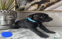 Staffordshire Bull Terrier dogs for sale: Chunky little staffy pups - Image 19