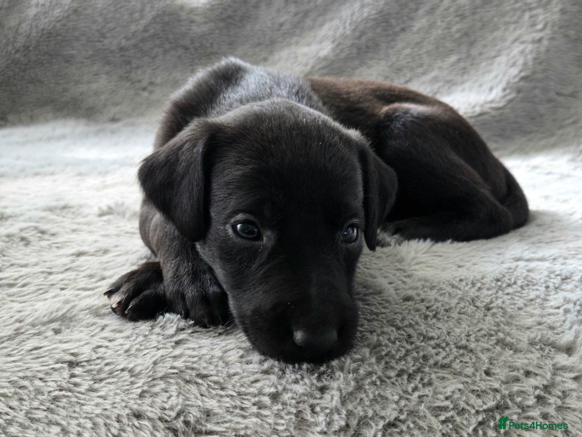 Mixed Breed dogs for sale: 🐾 Labrador × Whippet Puppies! 🐾 - Advert 1
