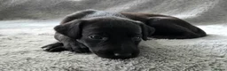 Mixed Breed dogs for sale: 🐾 Labrador × Whippet Puppies! 🐾 - Advert 1