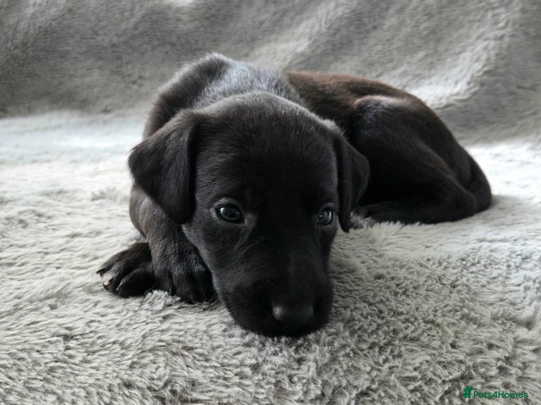 Mixed Breed dogs for sale: 🐾 Labrador × Whippet Puppies! 🐾 - Advert 1