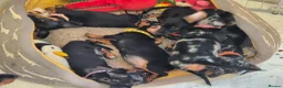 Dachshund dogs for sale: Dachshund  puppies - Advert 3