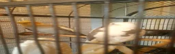 Cockatiels birds for sale: Cockatiel  in St. Neots - Advert 2