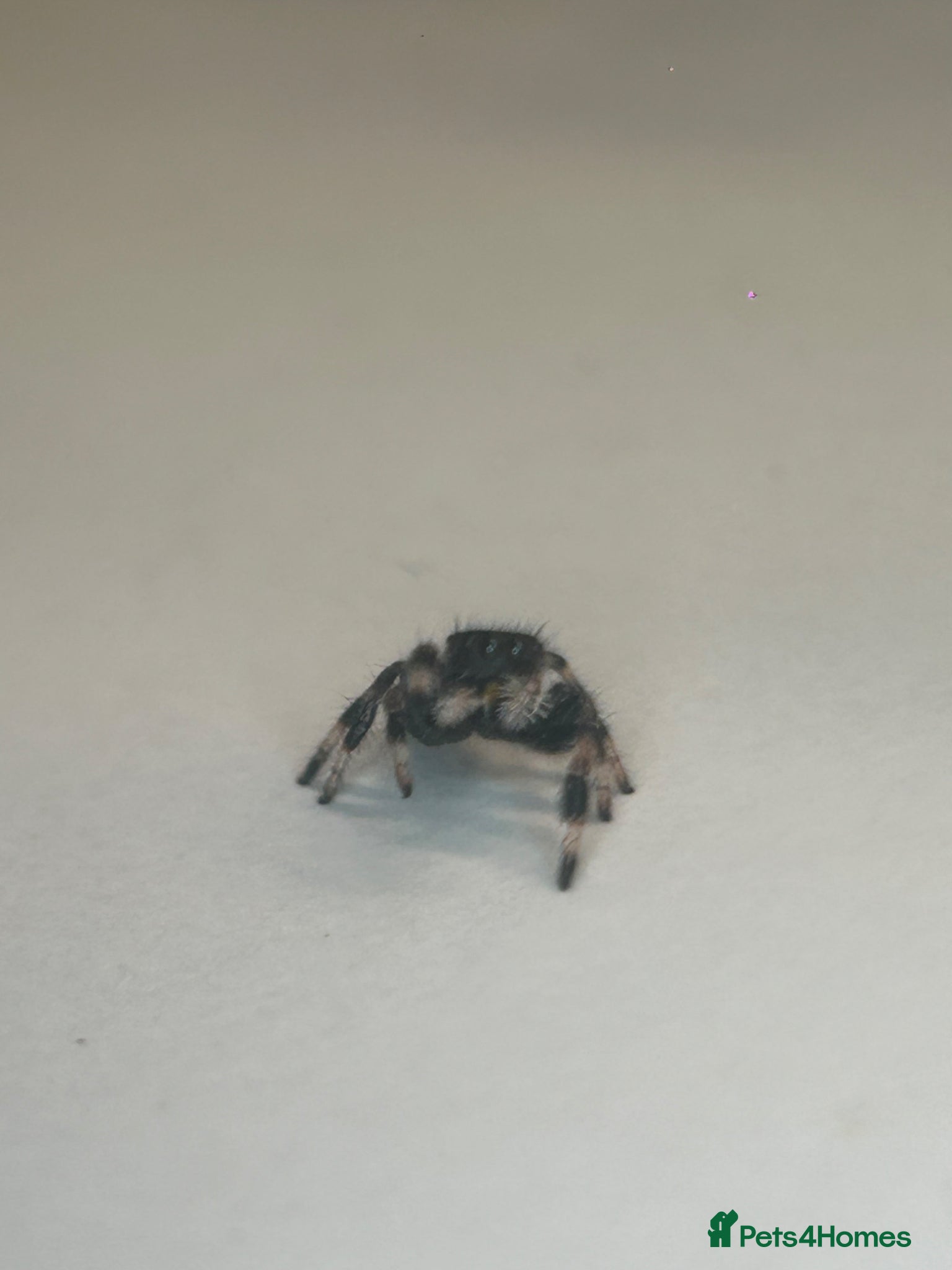 Spiders invertebrates Jumping spider and full set up  - Advert 10