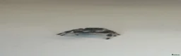 Spiders invertebrates for sale: Jumping spider and full set up  - Advert 1