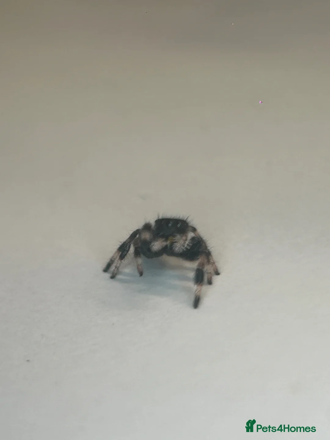 Spiders invertebrates for sale: Jumping spider and full set up  - Advert 1
