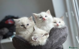 Ragdoll cats for sale: Gorgeous Balls Of Fluff 🥰😻🤗 - Image 32
