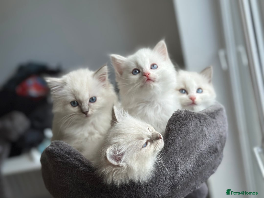 Ragdoll cats for sale: Gorgeous Balls Of Fluff 🥰😻🤗 - Image 32