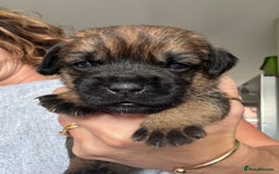 Border Terrier dogs for sale: KC Border Terrier Pups - Image 1