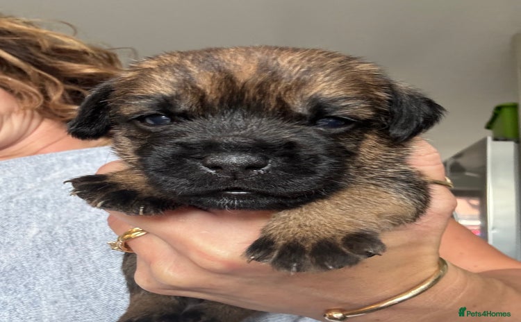 Border Terrier dogs - Advert 1