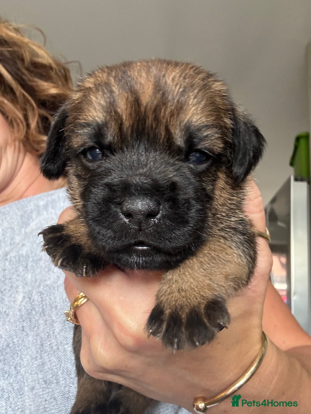 Border Terrier dogs for sale: KC Border Terrier Pups - Image 1