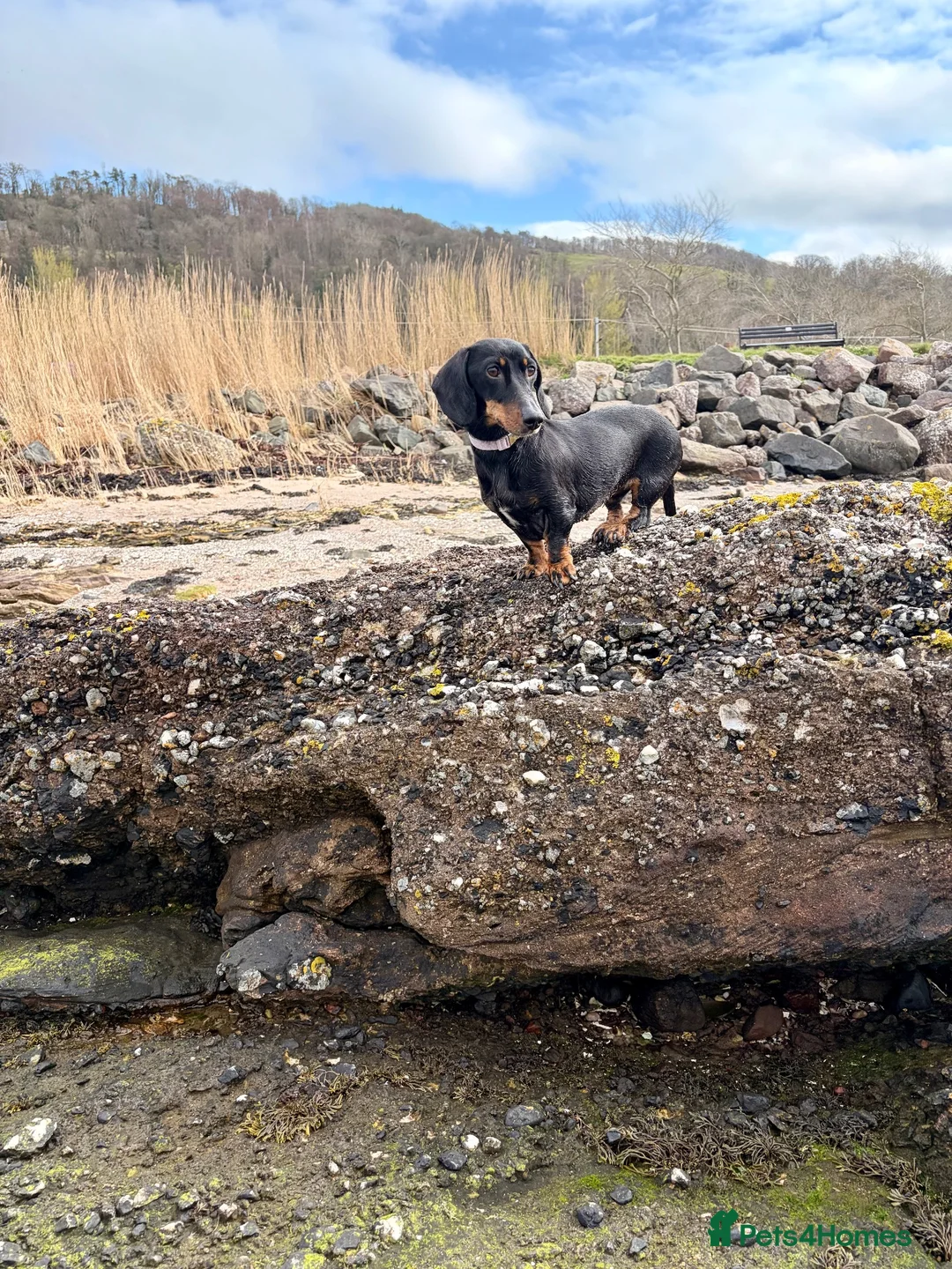 Miniature Dachshund dogs for sale: 2 Adult Smooth Haired Miniature Dachshund  - Advert 12