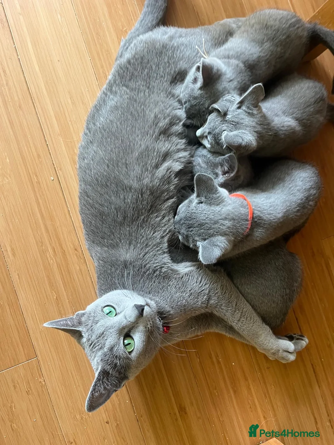 Russian Blue cats for sale: TICA REGISTERED Pure Breed Russian Blue Kittens - Advert 17