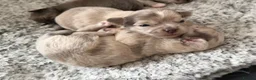 Chihuahua dogs for sale: Stunning litter of mixed Merle and Lilac fawn - Advert 10