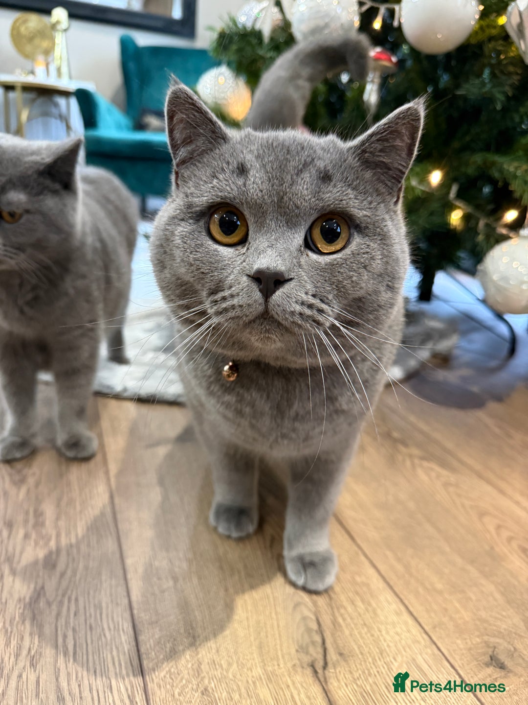 British Shorthair cats for stud: British Shorthair male –  stud available - Advert 5