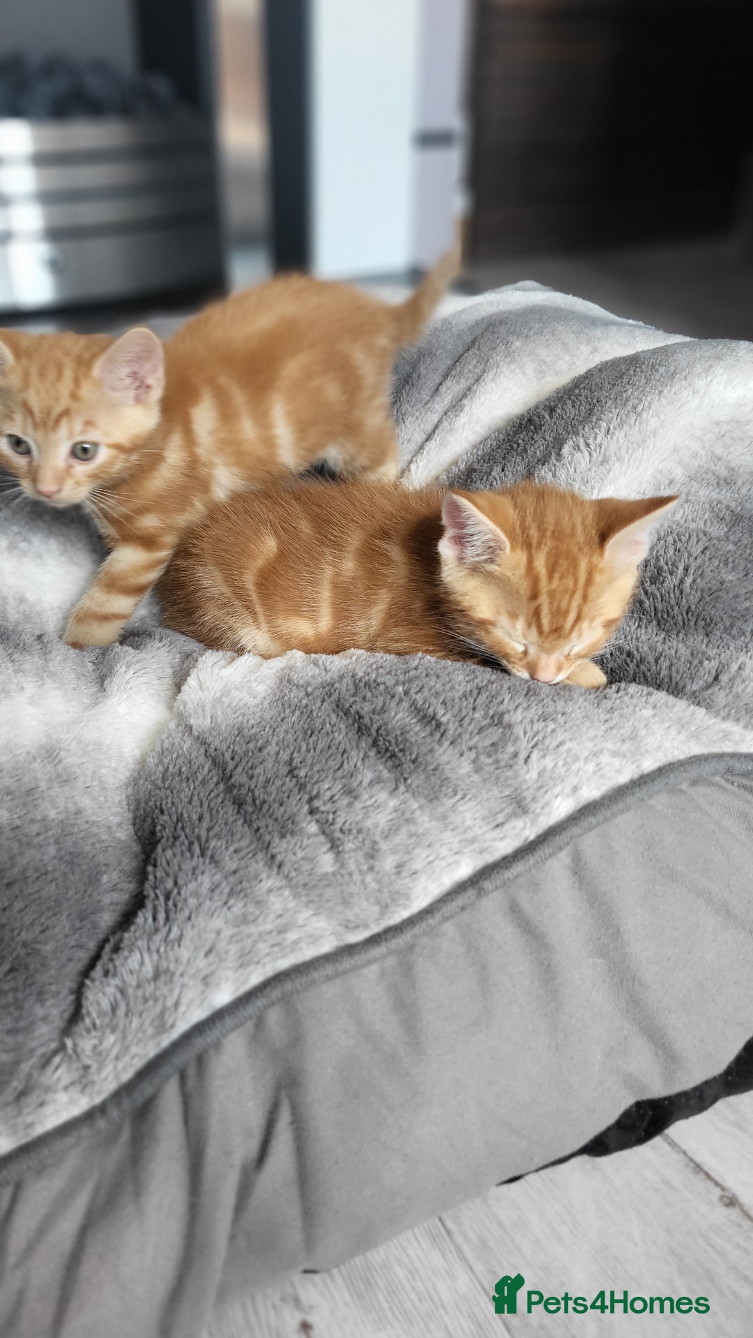 Mixed Breed cats for sale: Beautiful kittens for sale - Image 12