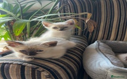 Ragamese cats for sale: Beautiful Ragamese kittens ❤️ - Image 3