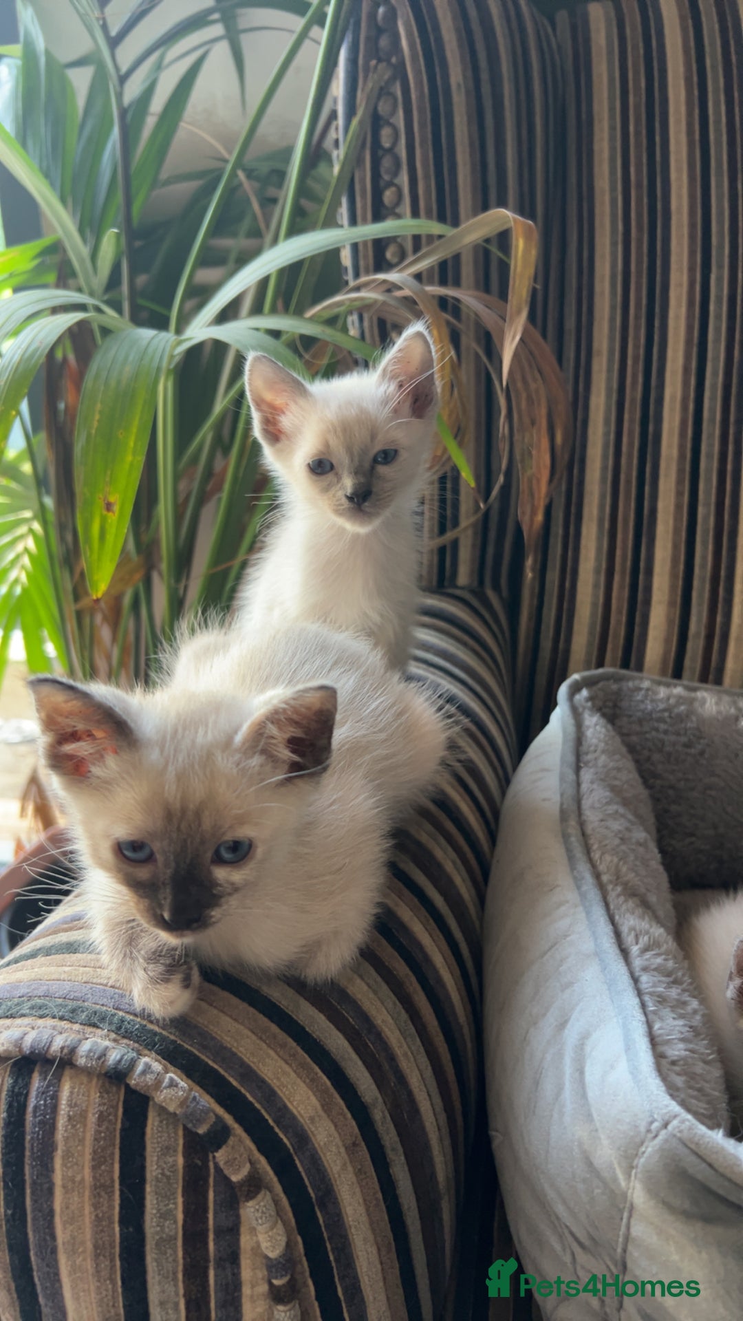Ragamese cats for sale: Beautiful Ragamese kittens ❤️ - Image 3